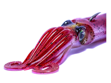 XIPI EVO JLC 190gr color:#1 RG